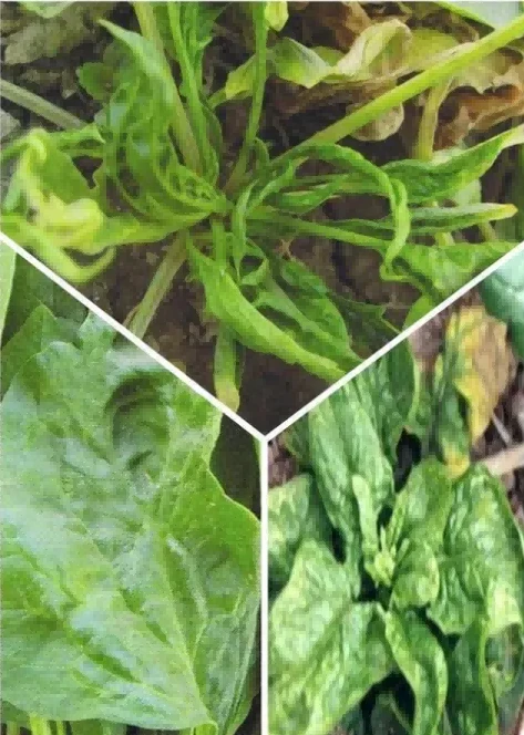 Spinach mosaic