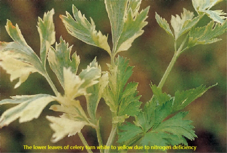 celery nutrient deficiency 2