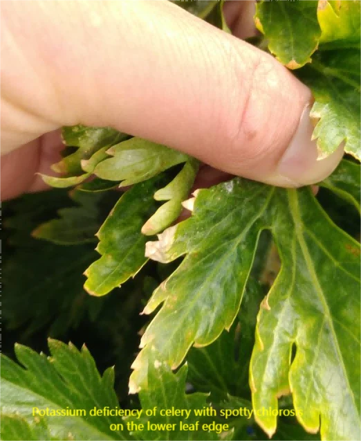 celery nutrient deficiency 4