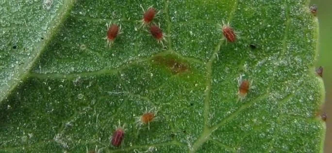 Bifenthrin Bifenazate Bifenthrin Bifenazate