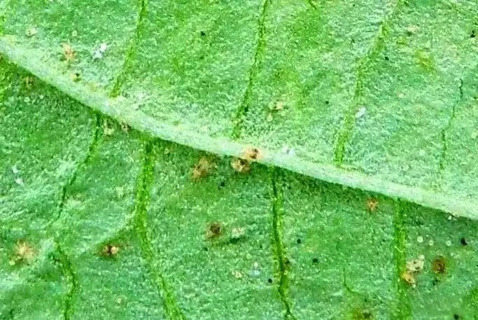 Ethoxazole Ethoxazole